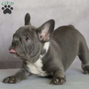 Pebbles, French Bulldog Puppy